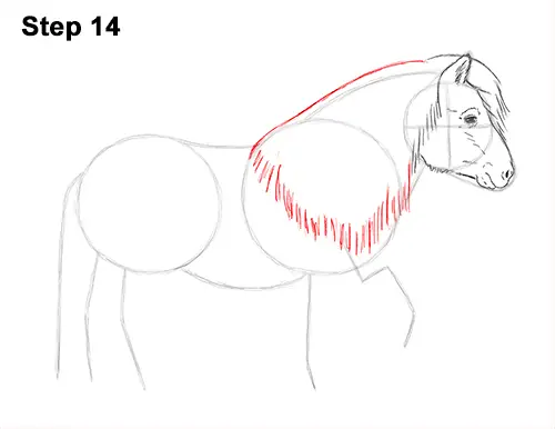 Draw Shetland Pony 14