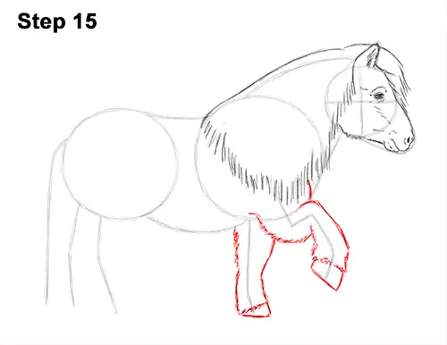Draw Shetland Pony 15