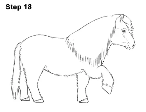 Draw Shetland Pony 18