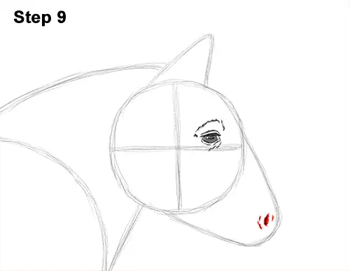 Draw Shetland Pony 9