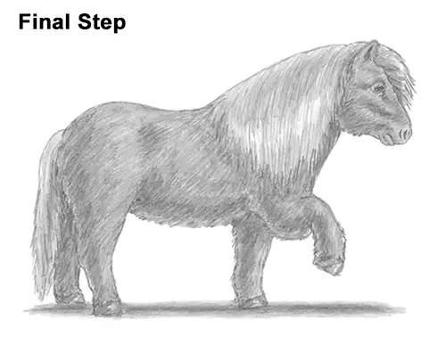 Draw Shetland Pony