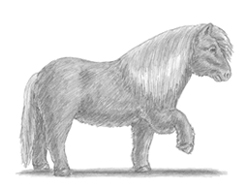 How to draw a Shetlan Pony