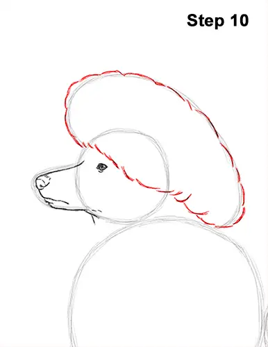 Draw Poodle Dog 10