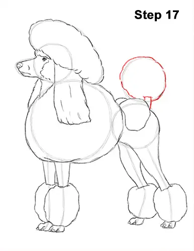 Draw Poodle Dog 17