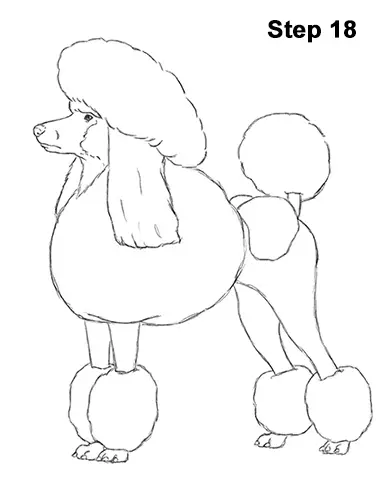 Draw Poodle Dog 18