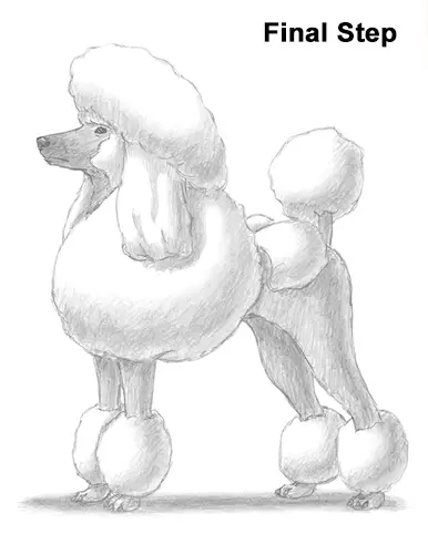 Draw Poodle Dog Last