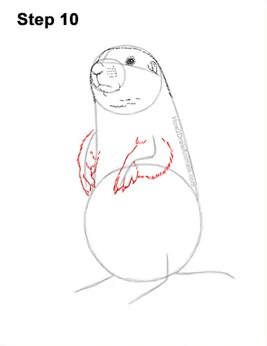 How to Draw a Black-Tailed Prairie Dog Standing Up 10