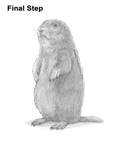 How to Draw a Black-Tailed Prairie Dog Standing Up