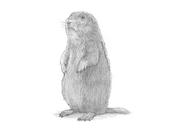 How to draw a Prairie Dog Standing Up