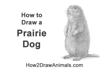 black tailed prairie dog drawing