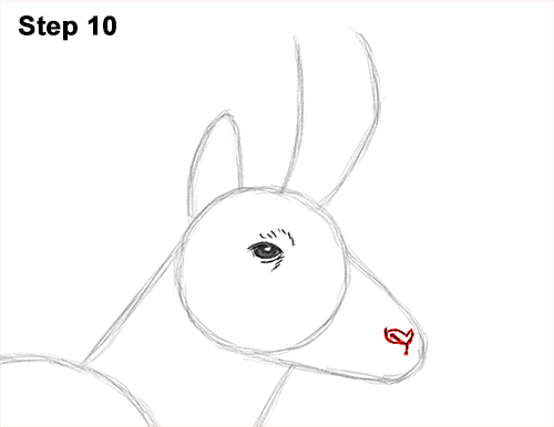 How to Draw a Pronghorn Anelope Buck Walking 10