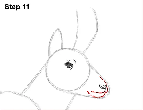 How to Draw a Pronghorn Anelope Buck Walking 11