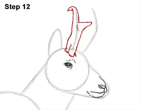 How to Draw a Pronghorn Anelope Buck Walking 12