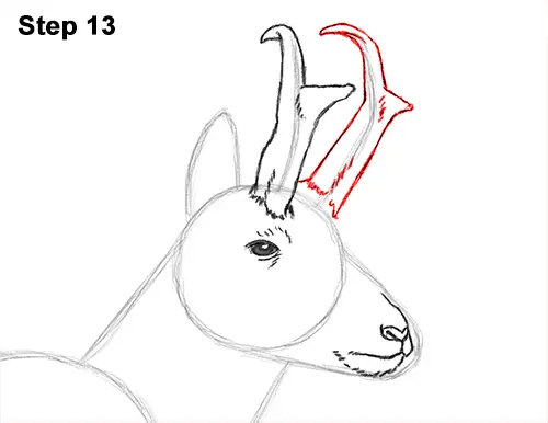 How to Draw a Pronghorn Anelope Buck Walking 13