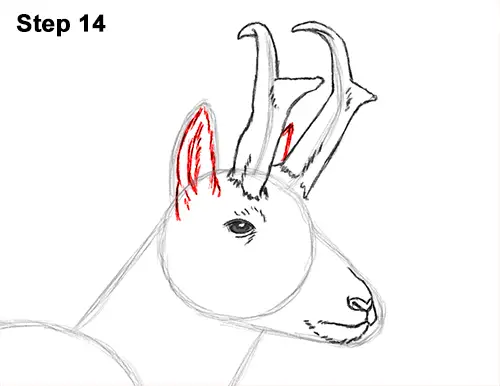 How to Draw a Pronghorn Anelope Buck Walking 14