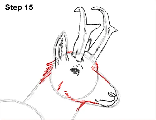How to Draw a Pronghorn Anelope Buck Walking 15