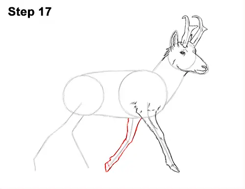 How to Draw a Pronghorn Anelope Buck Walking 17