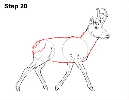 How to Draw a Pronghorn Anelope Buck Walking 20