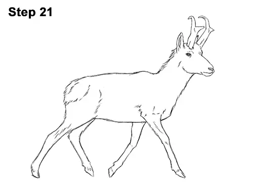 How to Draw a Pronghorn Anelope Buck Walking 21
