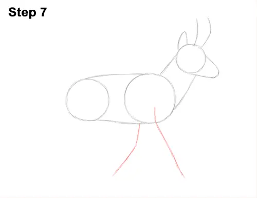 How to Draw a Pronghorn Anelope Buck Walking 7