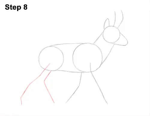 How to Draw a Pronghorn Anelope Buck Walking 8