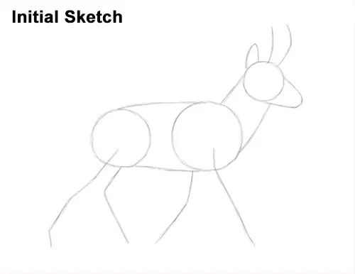 How to Draw a Pronghorn Anelope Buck Walking Sketch