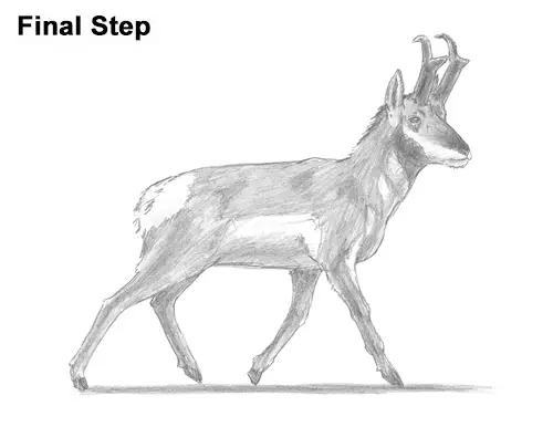How to Draw a Pronghorn Anelope Buck Walking