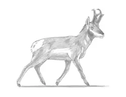 How to Draw a Pronghorn