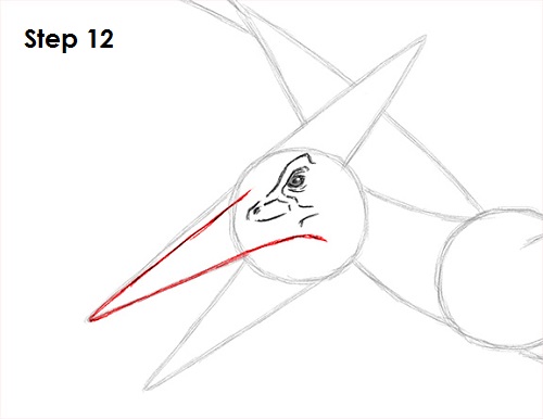 Draw Pteranodon Dinosaur 12