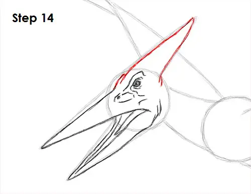 Draw Pteranodon Dinosaur 14