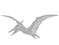 How to Draw a Pteranodon Dinosaur