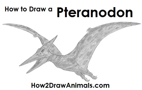 How to Draw a Pteranodon