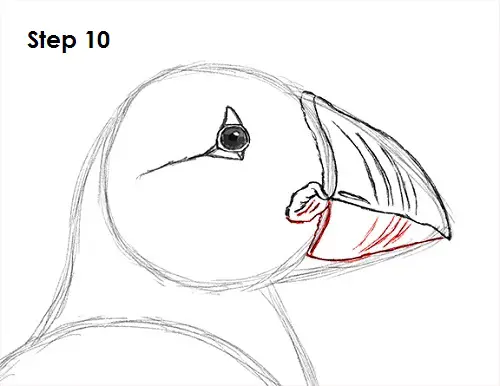 Draw Puffin Bird 10