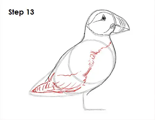 Draw Puffin Bird 13