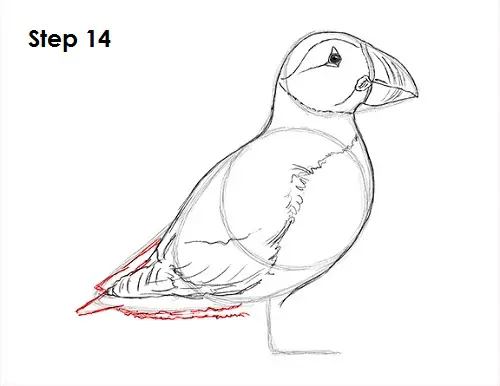 Draw Puffin Bird 14