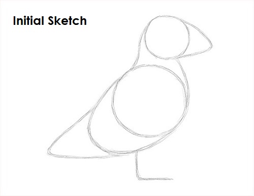 Draw Puffin Bird Sketch