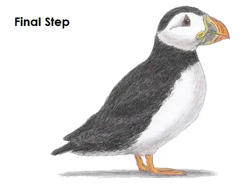 Featured image of post How To Draw A Puffin Bird Don t forget the splashes of colour