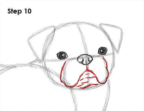 Draw Pug Drawing 10