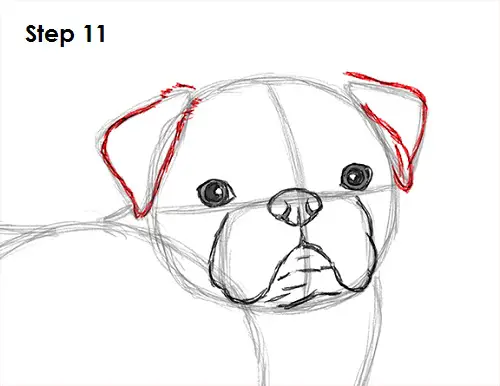 Draw Pug Drawing 11