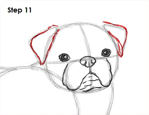 How to Draw a Dog (Pug) VIDEO & Step-by-Step Pictures