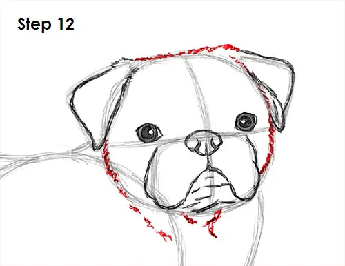 How to Draw a Dog (Pug) VIDEO & Step-by-Step Pictures