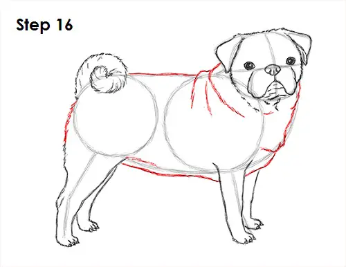 How to Draw a Dog (Pug) VIDEO & StepbyStep Pictures