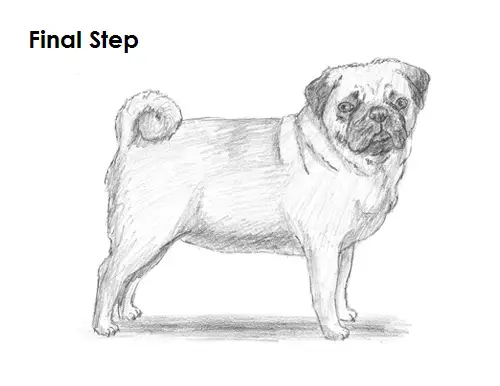 Draw Pug Drawing Last