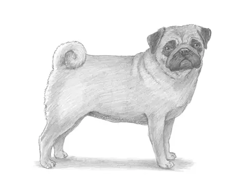 How to Draw a Pug Puppy Dog Side View