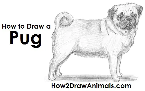 Draw Pug Dog