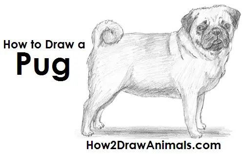 Pug Face  Drawing  800x800 PNG Download  PNGkit