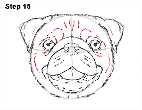 How to Draw Pug Puppy Dog Head Face Portrait 15