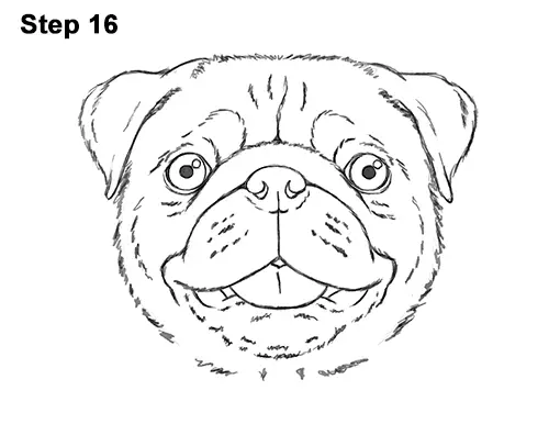 How to Draw Pug Puppy Dog Head Face Portrait 16