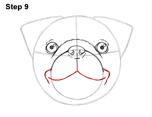 How to Draw Pug Puppy Dog Head Face Portrait 9