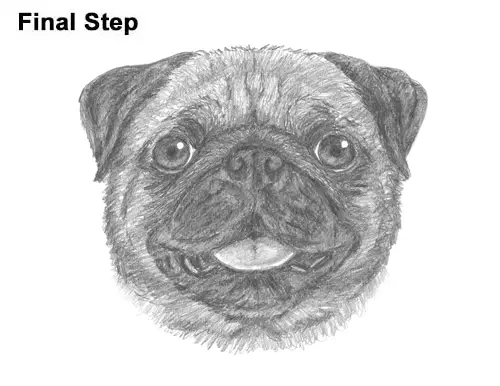 How to Draw Pug Puppy Dog Head Face Portrait